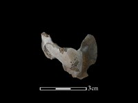 藏品(梅花鹿骨)的圖片