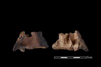 藏品(梅花鹿骨)的圖片