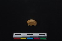 藏品(梅花鹿骨)的圖片