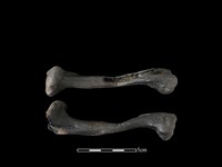 藏品(獐骨)的圖片