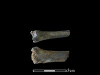 藏品(獐骨)的圖片