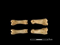 藏品(獐骨)的圖片