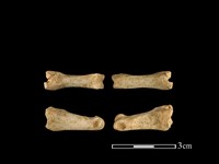 藏品(獐骨)的圖片