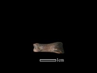 藏品(獐骨)的圖片