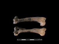 藏品(狗獾骨)的圖片