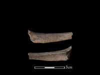 藏品(狗獾骨)的圖片