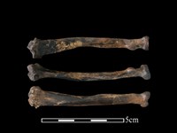 藏品(狗獾骨)的圖片