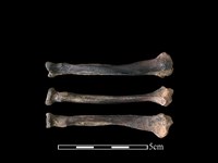 藏品(狗獾骨)的圖片