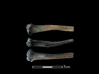 藏品(狗獾骨)的圖片