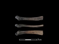 藏品(狗獾骨)的圖片