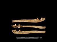 藏品(狗獾骨)的圖片