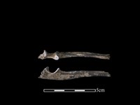 藏品(狗獾骨)的圖片