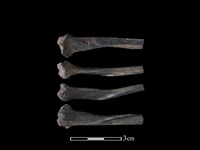 藏品(狗獾骨)的圖片