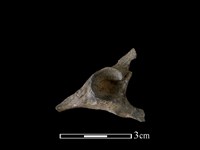 藏品(狗獾骨)的圖片