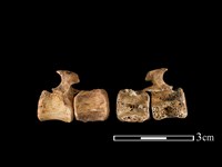 藏品(狗獾骨)的圖片