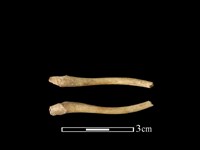 藏品(狗獾骨)的圖片