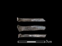 藏品(狗獾骨)的圖片