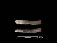 藏品(狗獾骨)的圖片