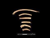 藏品(狗獾骨)的圖片