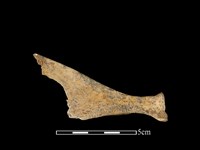 藏品(山羌骨)的圖片