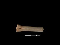 藏品(山羌骨)的圖片