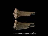 藏品(山羌骨)的圖片