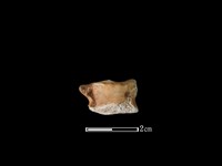 藏品(山羌骨)的圖片