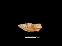 藏品(山羌骨)的圖片