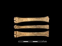 藏品(山羌骨)的圖片