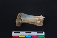 藏品(梅花鹿骨)的圖片