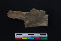 藏品(梅花鹿骨)的圖片