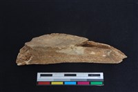 藏品(梅花鹿骨)的圖片