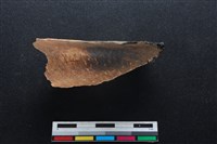 藏品(梅花鹿骨)的圖片