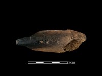 藏品(梅花鹿骨)的圖片