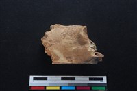 藏品(梅花鹿骨)的圖片