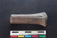 藏品(梅花鹿骨)的圖片