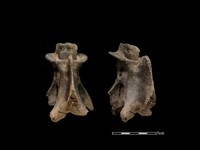 藏品(梅花鹿骨)的圖片