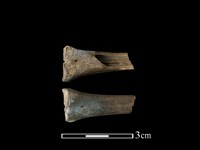 藏品(獐骨)的圖片