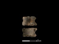 藏品(獐骨)的圖片