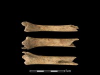 藏品(山羌骨)的圖片