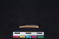 藏品(山羌骨)的圖片