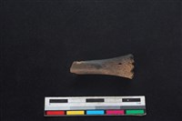 藏品(鹿科骨)的圖片