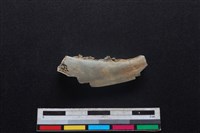 藏品(山羌骨)的圖片