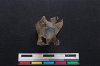 藏品(鹿科骨)的圖片