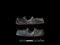 藏品(狗獾骨)的圖片