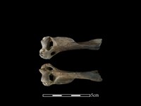 藏品(狗獾骨)的圖片