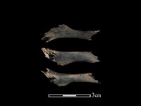 藏品(狗獾骨)的圖片