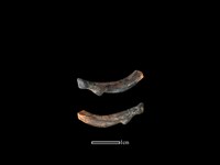 藏品(狗獾骨)的圖片