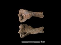 藏品(穿山甲骨)的圖片