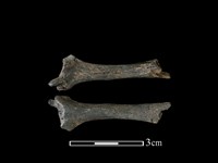 藏品(穿山甲骨)的圖片